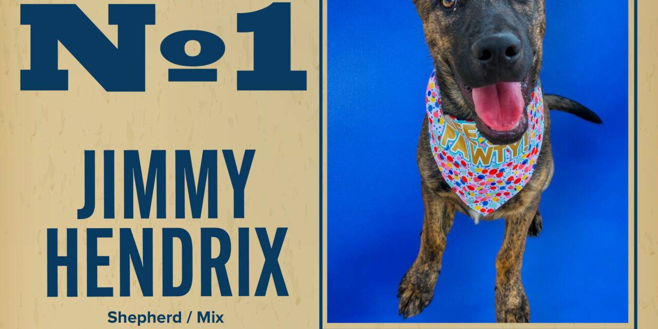 Pet of the Week 