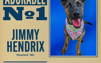 Pet of the Week 
