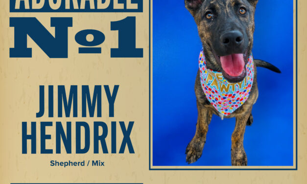Pet of the Week 