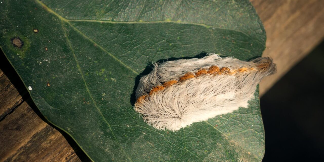 Use Caution Around Fuzzy Caterpillars 