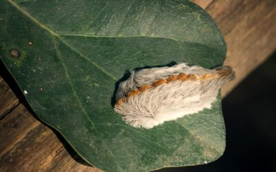 Use Caution Around Fuzzy Caterpillars 