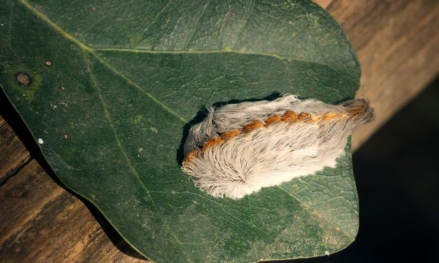 Use Caution Around Fuzzy Caterpillars 