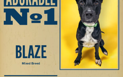 Pet of the Week