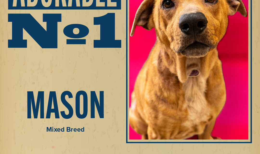 Pet of the Week