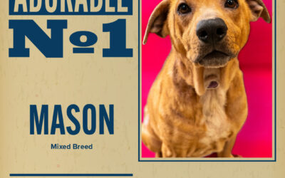 Pet of the Week