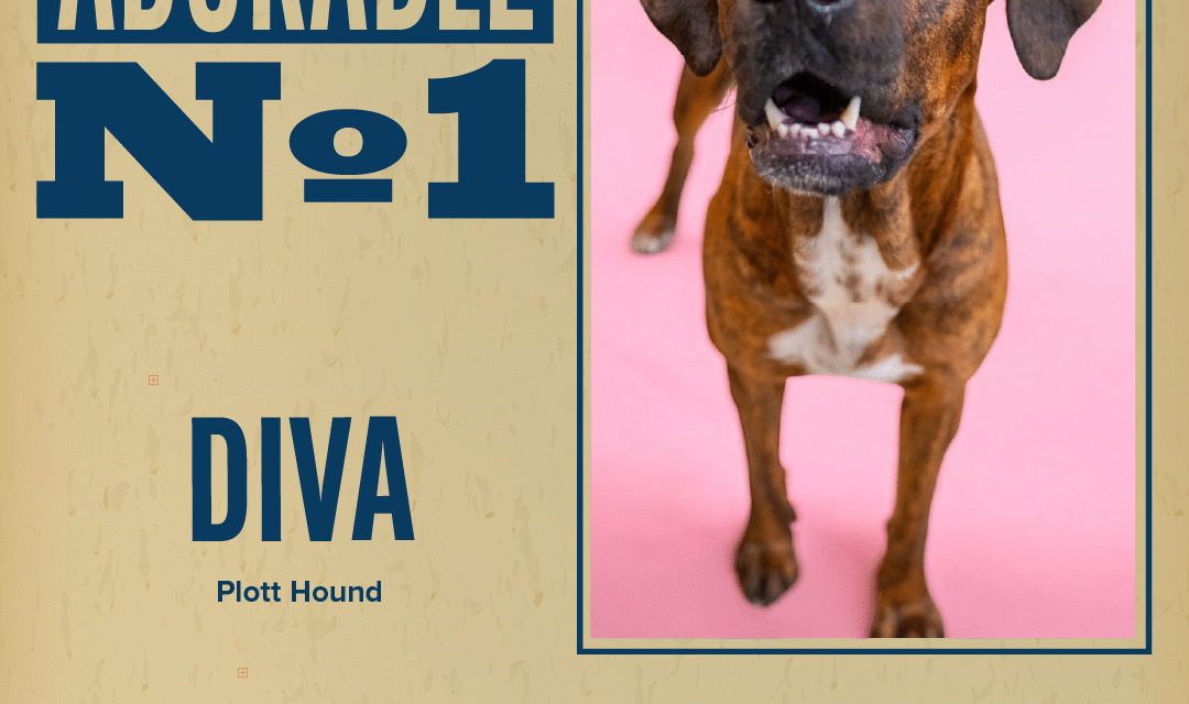 Pet of the Week