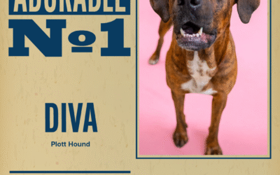 Pet of the Week