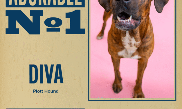 Pet of the Week