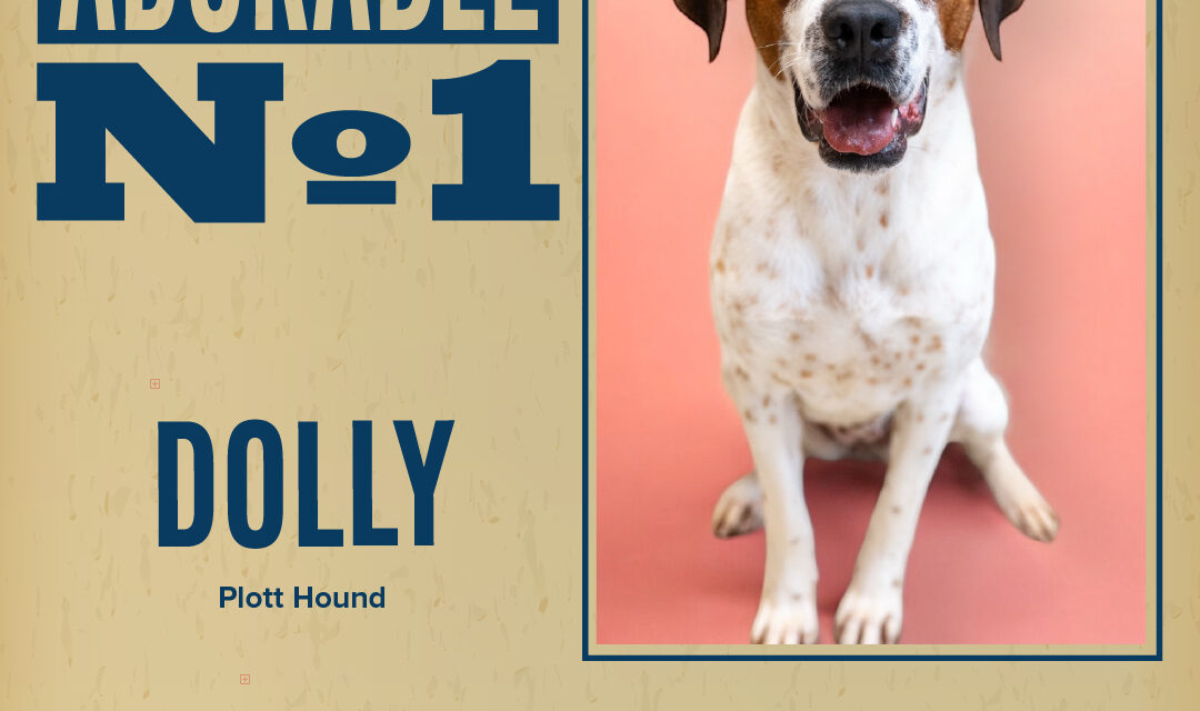 Pet of the Week