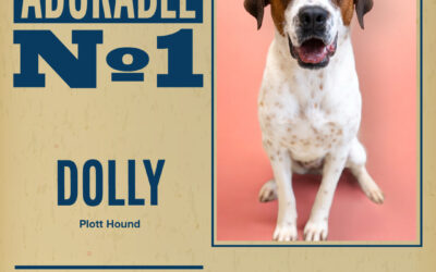 Pet of the Week