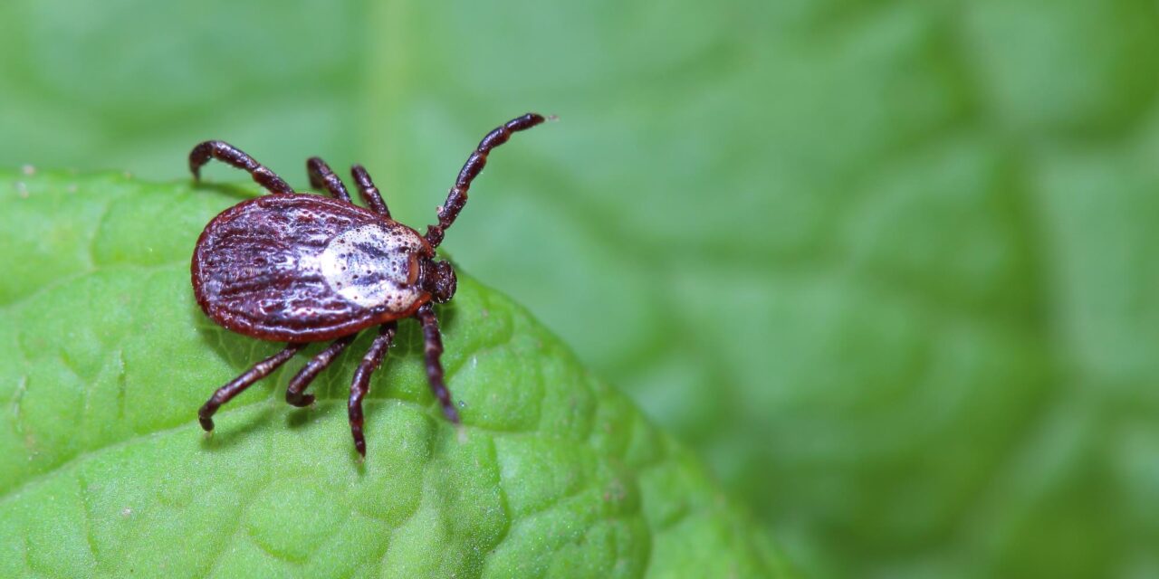 It’s Tick Time! What to Know