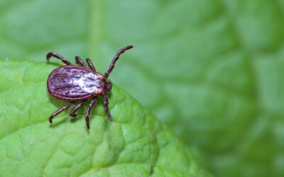 It’s Tick Time! What to Know