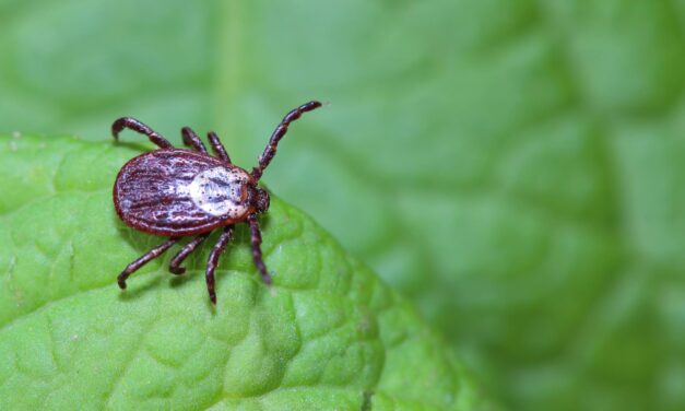 It’s Tick Time! What to Know