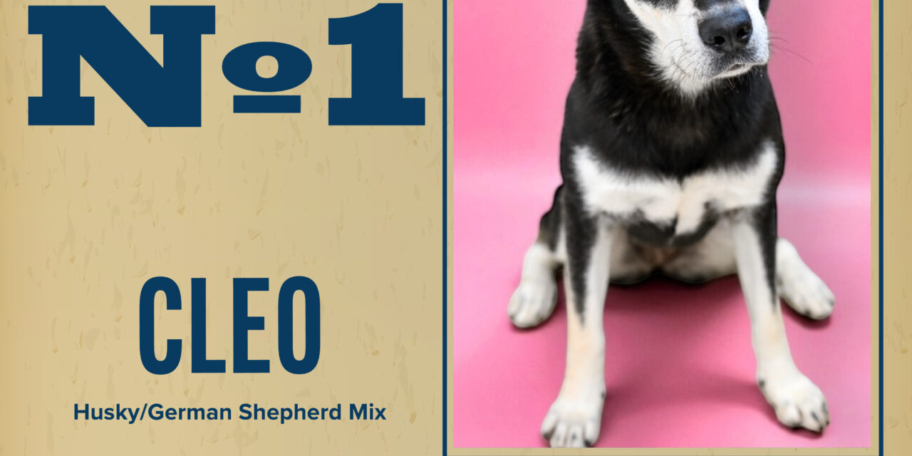 Pet of the Week