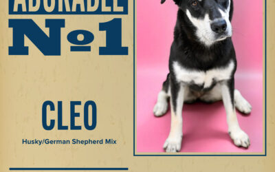 Pet of the Week