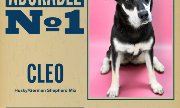 Pet of the Week