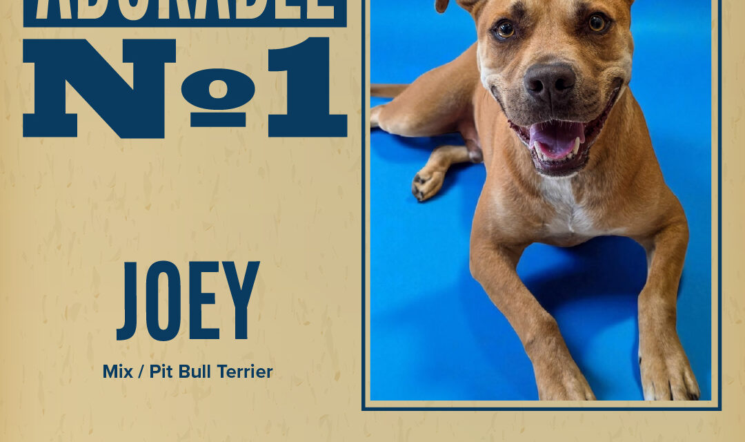 Pet of the Week