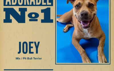 Pet of the Week