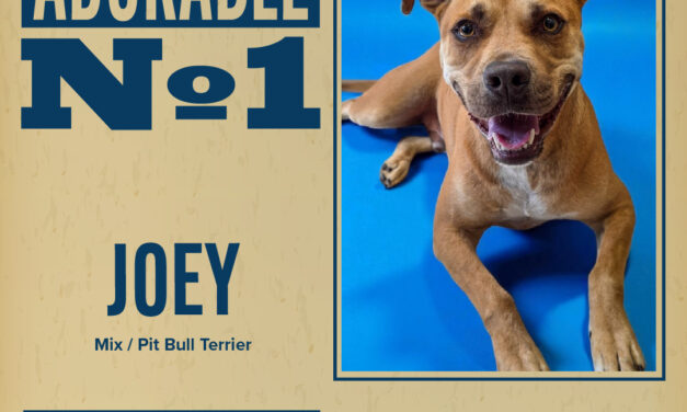 Pet of the Week