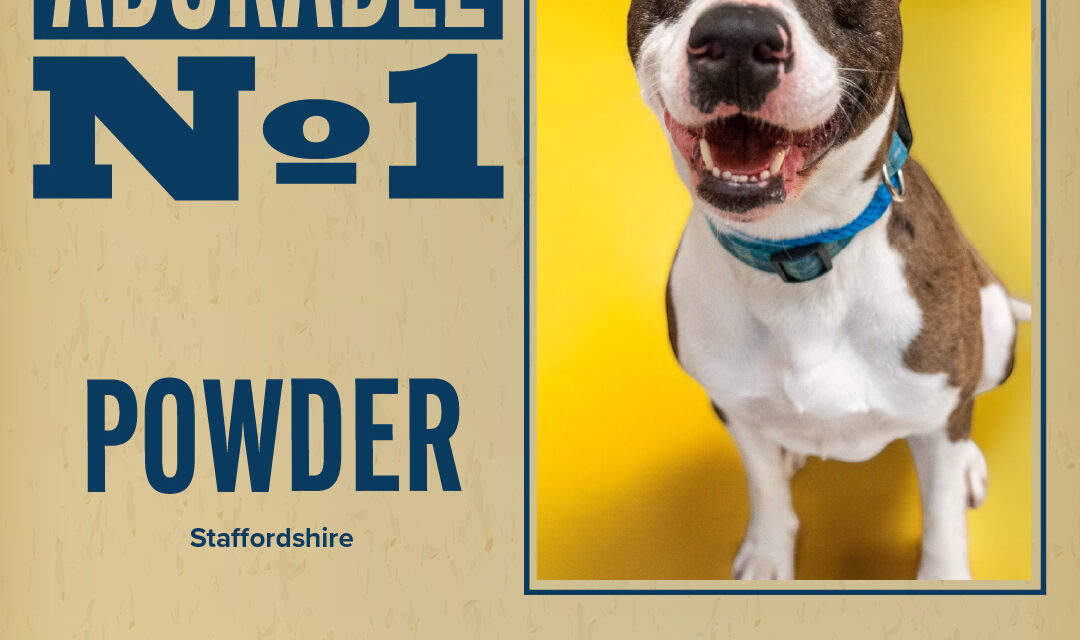 Pet of the Week