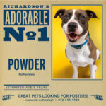 Pet of the Week