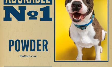 Pet of the Week