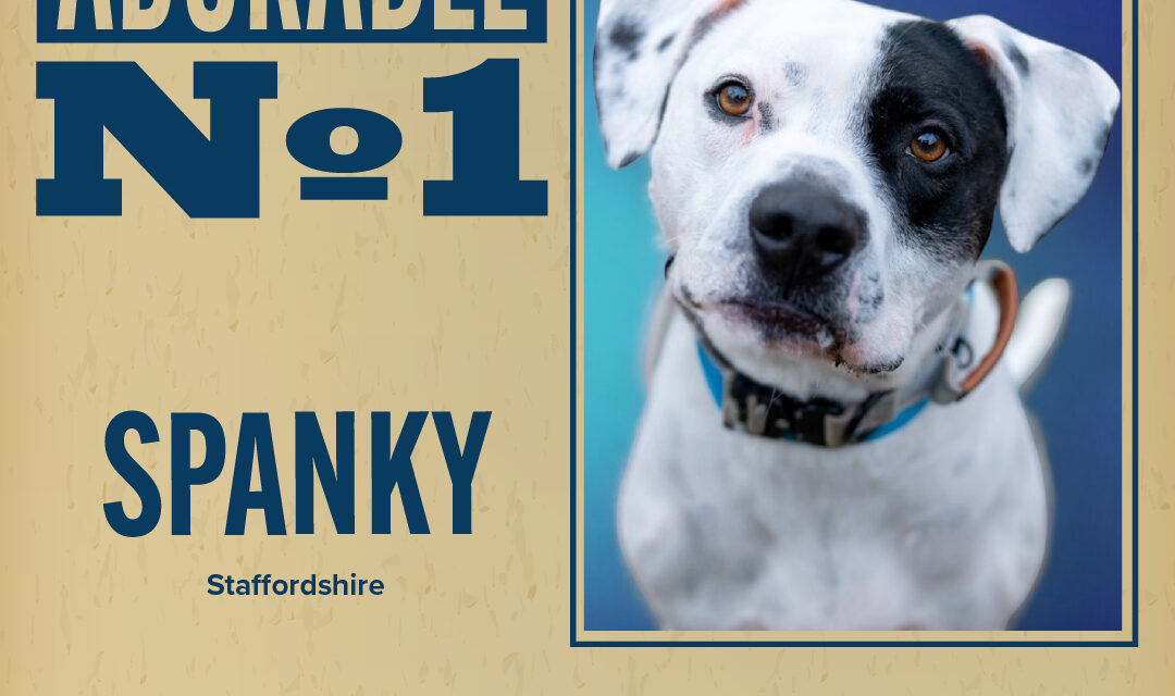 Pet of the Week