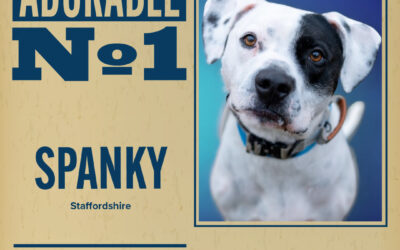Pet of the Week