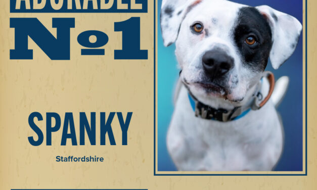 Pet of the Week