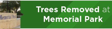Trees Removed at Memorial Park 