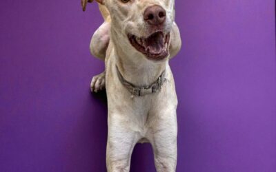 Meet Leya – Richardson Animal Shelter’s Pet of the Week