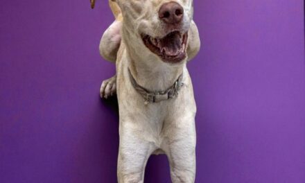 Meet Leya – Richardson Animal Shelter’s Pet of the Week