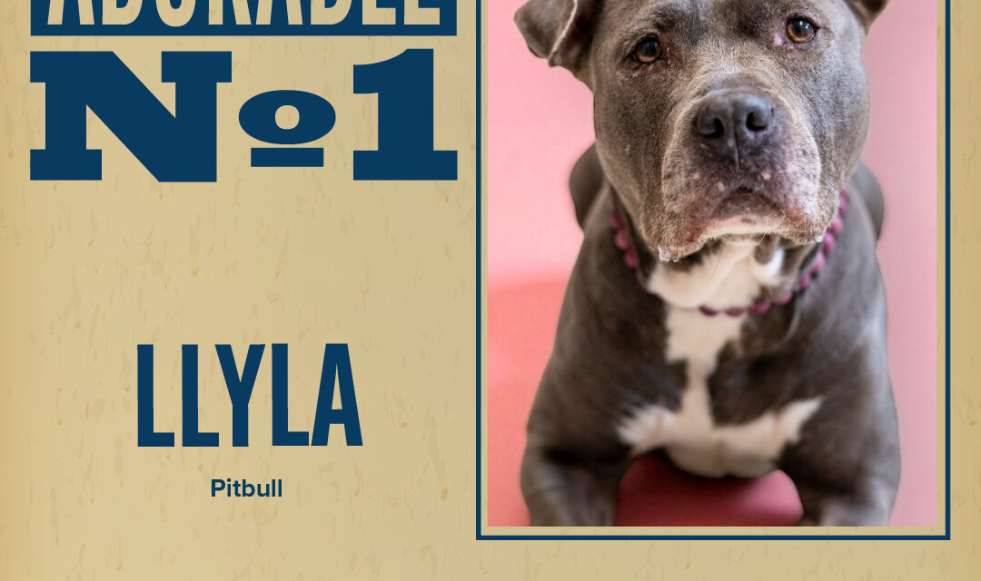 Pet of the Week