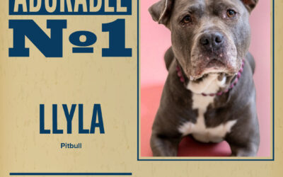 Pet of the Week