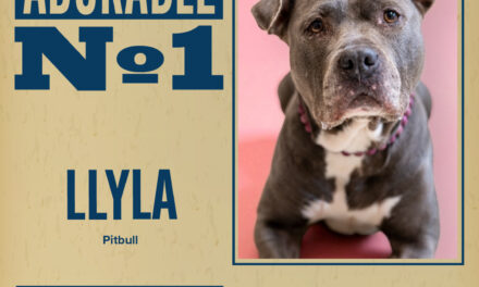 Pet of the Week