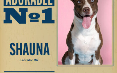 Pet of the Week