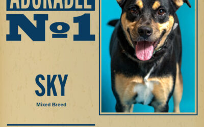 Pet of the Week