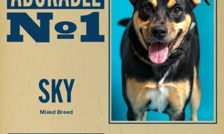 Pet of the Week