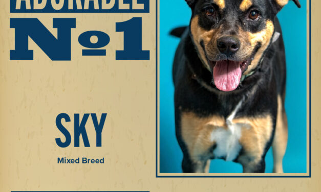 Pet of the Week