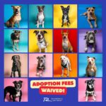Richardson Animal Shelter Waiving Adoption Fees