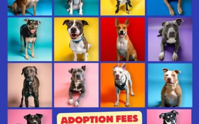 Richardson Animal Shelter Waiving Adoption Fees