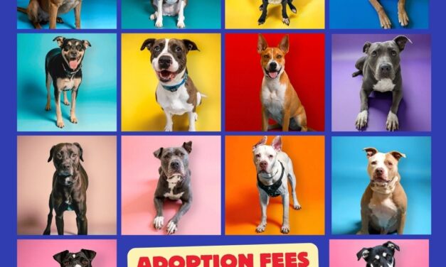 Richardson Animal Shelter Waiving Adoption Fees