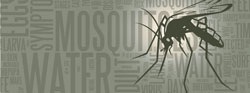 Reminder: Drain Standing Water to Curb Mosquitoes
