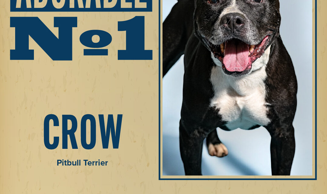 Pet of the Week