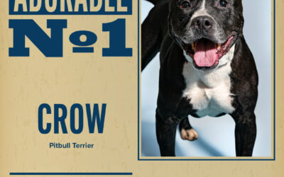Pet of the Week