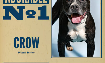 Pet of the Week