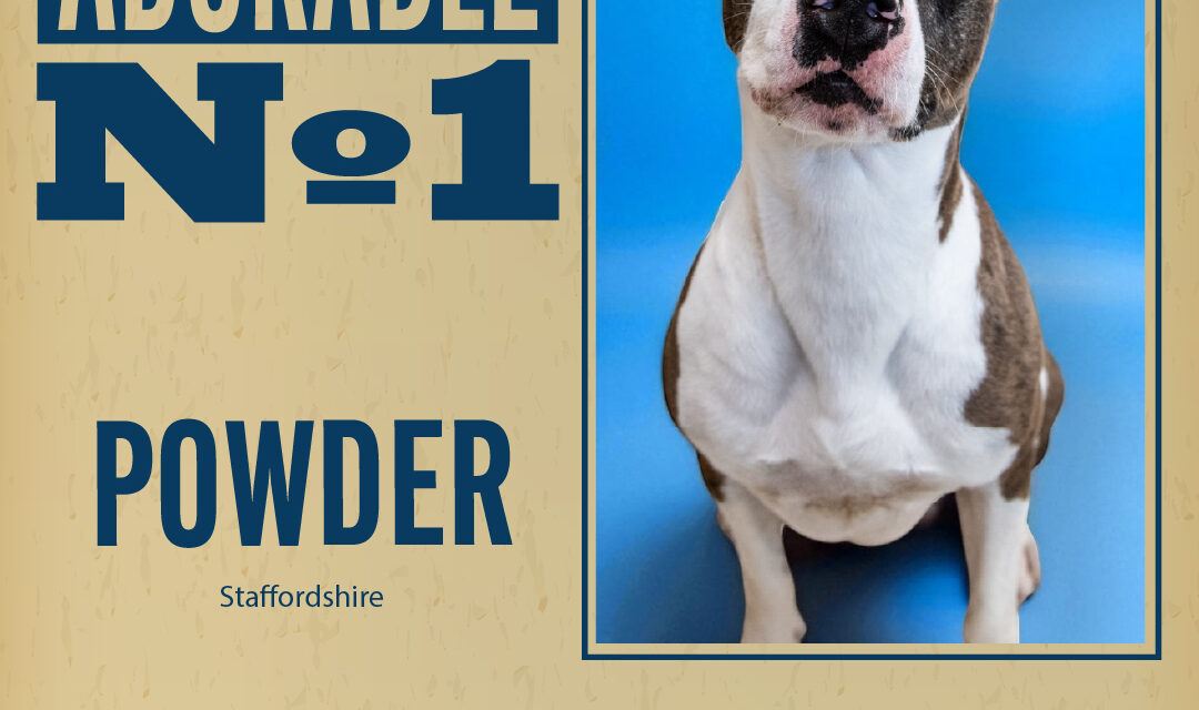 Pet of the Week