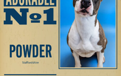 Pet of the Week