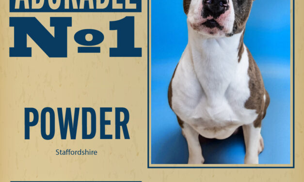 Pet of the Week