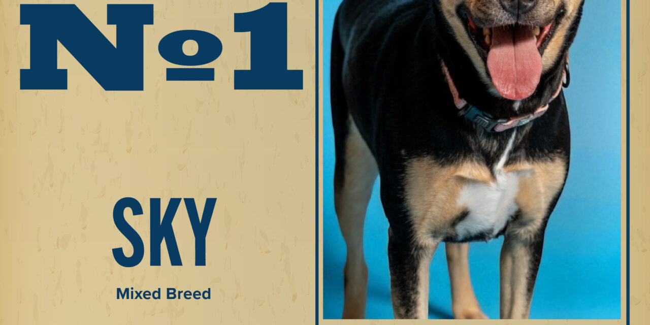 Pet of the Week 